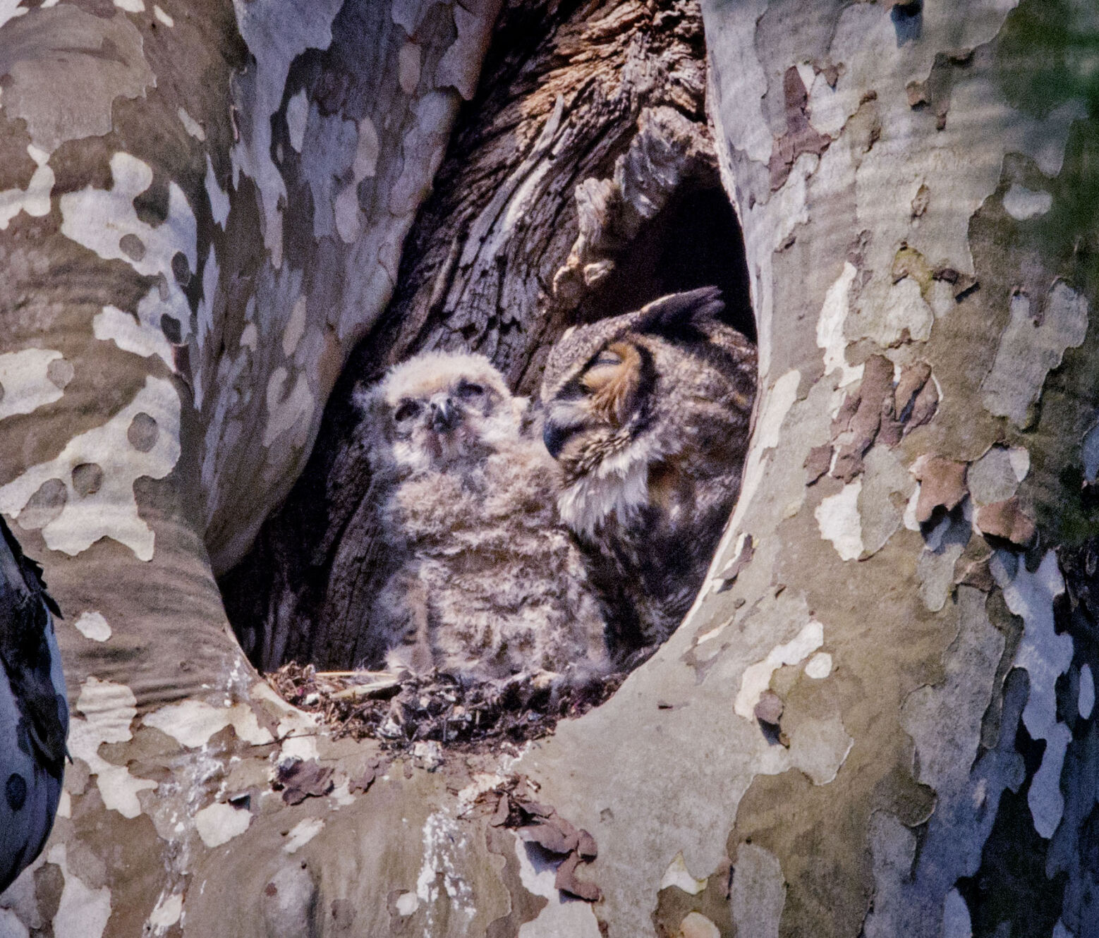 Mt Joy owls